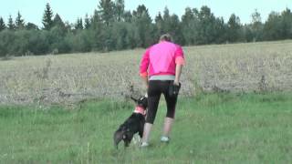 American staffordshire terrier  obedience training [upl. by Trainor]