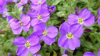 Aubrieta deltoidea Royal Blue  Sumarstjarna  Hraunbúi  Sumarblóm  Garðyrkja [upl. by Yur628]