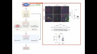 Pulmonary artery endothelial function and hypertension are impacted by RAB7 deficiency [upl. by Eelyah]