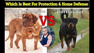 Dogue De Bordeaux VS Rottweiler quotWho Will Winquot [upl. by Dotty]