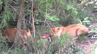 Two lionesses feasting from a warthog [upl. by Aym]