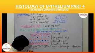 Stratified Squamous Epithelium  Stratified Epithelium  Keratinized and Nonkeratinized Epithelium [upl. by Sandon63]