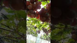 മുന്തിരി തോട്ടംtravel grape cumbum [upl. by Enatan57]