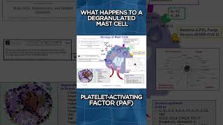 What Happens To A Degranulated Mast Cell [upl. by Airogerg]