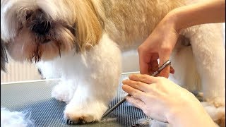 Grooming Guide  Grooming Shih Tzu Legs [upl. by Illah919]