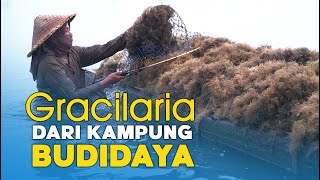 Gracilaria dari Kampung Budidaya [upl. by Freya42]