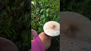 Macrolepiota mastoidea [upl. by Nicolina]