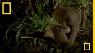 What In the World Is a Kinkajou  National Geographic [upl. by Harvison]