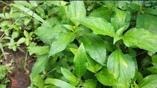 Synedrella Nodiflora [upl. by Greenland]