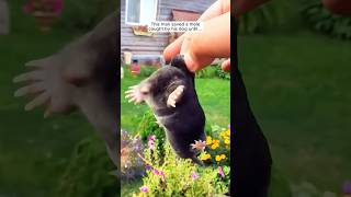 This man saved a mole caught by his dog until  shorts [upl. by Mariejeanne237]