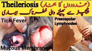 Theileriosis In Cattle SymptomsTheileriosis Treatment In CattleDr Hafiz Nadeem Ur Rehman [upl. by Orvan]