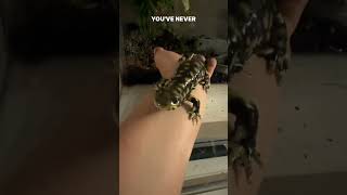 No salamanders were harmed in the making of this video salamander salamanders amphibian [upl. by Tarsuss911]