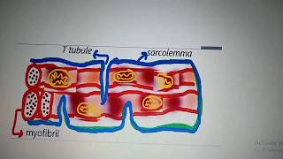 ultrastructure of cardiac myocyte [upl. by Norab]