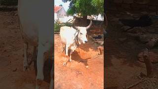 Tabele ki dival gir gai 😱cowvideos [upl. by Lexine20]