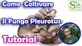 Come coltivare le balle di funghi Pleurotus [upl. by Urbannal]