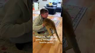 The man rescue a baby kangaroo kangaroo babykangaroo short [upl. by Ericha]