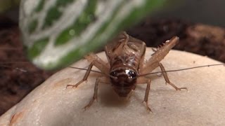 Grashopper CloseUp  digging in sand  laying eggs [upl. by Marb297]