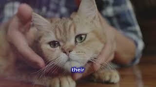 Sonic Sciences Psychological Series Cats and the language of Affection cats love pets calming [upl. by Nere]