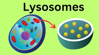 Lysosomes Parts of the Cell [upl. by Ollie536]