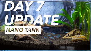 Day 7 Update  Nano Tank  Srihari Kulkarni [upl. by Spancake]