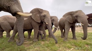 An Incredible Chaotic Introduction for Phabeni amp All the Elephants in the Herd [upl. by Messab513]