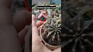 gymnocalycium Coralvideoshorts videoviral [upl. by Ondine]