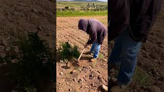 Asadoneando la huerta parati soyderancho agricultura elrancho fruticultura [upl. by Ayomat277]