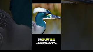 Majestic Heron in a Serene Wetland  Nature’s Beauty Captured [upl. by De]