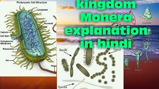 Kingdom Monera explanation in hindi [upl. by Dall]