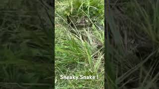 Sneaky SNAKE in the Grass  shorts snake mower snakes [upl. by Eidderf]