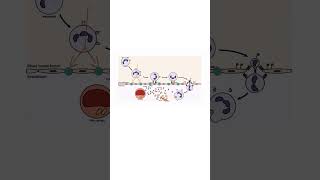 DIAPEDESIS of LUECOCYTES INFLAMMATION inflammation immunesystem leucocytes whitebloodcells [upl. by Novyak]