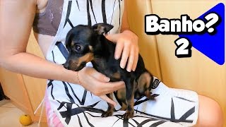 Meu Cachorro Pinscher em quotVamos Tomar Banhoquot Nick [upl. by Toms]