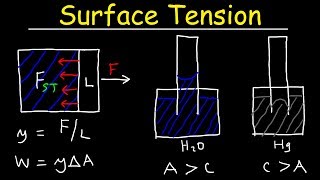 Surface Tension of Water Capillary Action Cohesive and Adhesive Forces  Work amp Potential Energy [upl. by Carmencita]