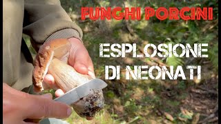 Funghi Porcini  Esplosione di Neonati [upl. by Ainahs]