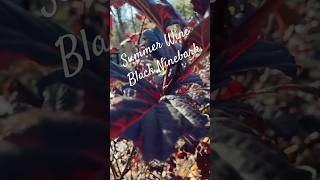 Summer Wine Black Ninebark Shines in Fall Short 🎶🍷 gardenplants gardening plants shorts [upl. by Rowell]