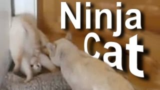 NINJA CAT  PAROLE DE CHAT [upl. by Cort]