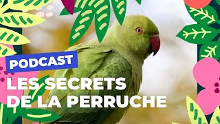 La perruche à collier parisienne et ses secrets  Brèves de nature sauvage  Paris Podcast 🎙 [upl. by Pollitt]