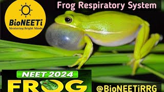 Frog 🐸 Respiratory System  NEET Biology NCERT Structural Organisation In Animals [upl. by Hafeenah32]