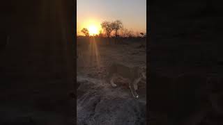 Makeppies female lion leading the cubs to a kill…🥩🐾🌿 [upl. by Lupita]