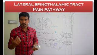 Lateral spinothalamic tract Pain pathway Ascending tracts Anatomy amp physiology simplified [upl. by Lundell]