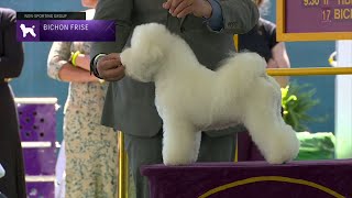 Bichons Frises  Breed Judging 2023 [upl. by Naret]