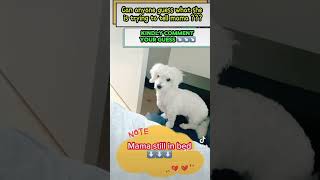 guess comment cotondetulear dog furbaby communication animal bed morning routine mama [upl. by Gaudette362]