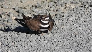 Killdeer  Broken wing display  Part 2 [upl. by Baer]