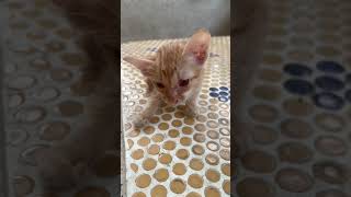 Poor kitten cries for its mother​ bronhshow cutedogs cutepets pets cuteanimals cutecat puppy [upl. by Eisenstark]