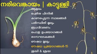 നരിവെങ്കായം  കാട്ടുള്ളി  കാന്തങ്ങാ  Drimia indica  Urginea indica  Indian Squill  narivenkayam [upl. by Osber925]