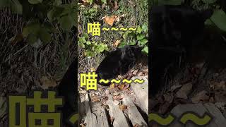 【樂透旅遊】這些貓叫聲🐱都是從哪裡來的呢 shorts 克羅埃西亞 科卡國家公園 十六湖國家公園 咪咪咪 貓星人 旅行 travel 旅游 [upl. by Michel706]