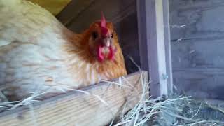 Laying hen screaming to get out [upl. by Sheba]