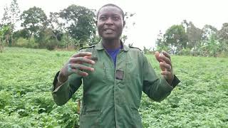 Variétés de pommes de terre en Afrique  Comment choisir [upl. by Weber]