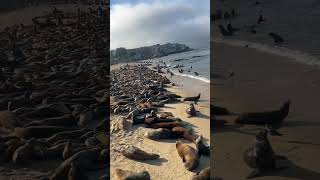 Barking Sea Lions and Seals monterey california [upl. by Larrej759]