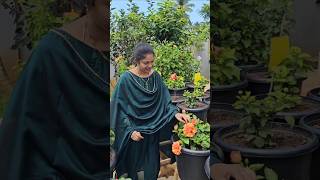 Hibiscuses new collection in my garden మందారంలు hibiscus mygarden gardening shortvideo ytshorts [upl. by Hairem]